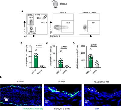 Widespread and dynamic expression of granzyme C by skin-resident antiviral T cells